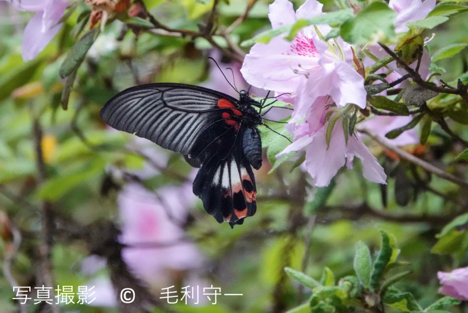 ナガサキアゲハ | ［公式］石川流域生きものミュージアム・雨ふる大地