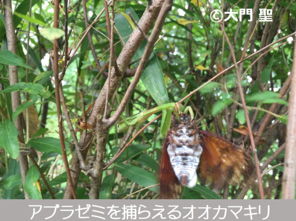 カマキリ特集 公式 石川流域生きものミュージアム 雨ふる大地の水辺保全ネットワーク