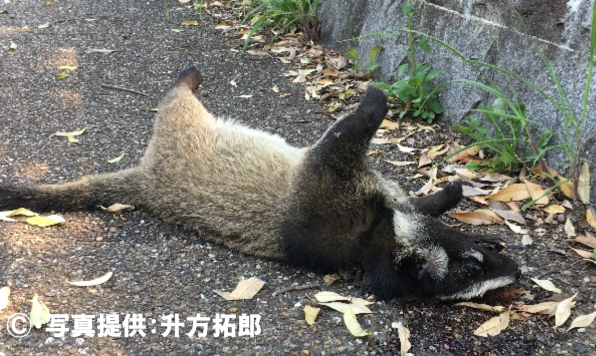 ハクビシン ジャコウネコ科 公式 石川流域生きものミュージアム 雨ふる大地の水辺保全ネットワーク