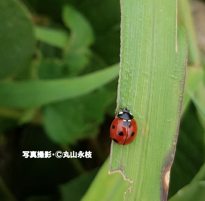 小さな甲虫たちの不思議 テントウムシ 公式 石川流域生きものミュージアム 雨ふる大地の水辺保全ネットワーク 小さな甲虫たちの不思議 テントウムシ 公式 石川流域生きものミュージアム 雨ふる大地の水辺保全ネットワーク