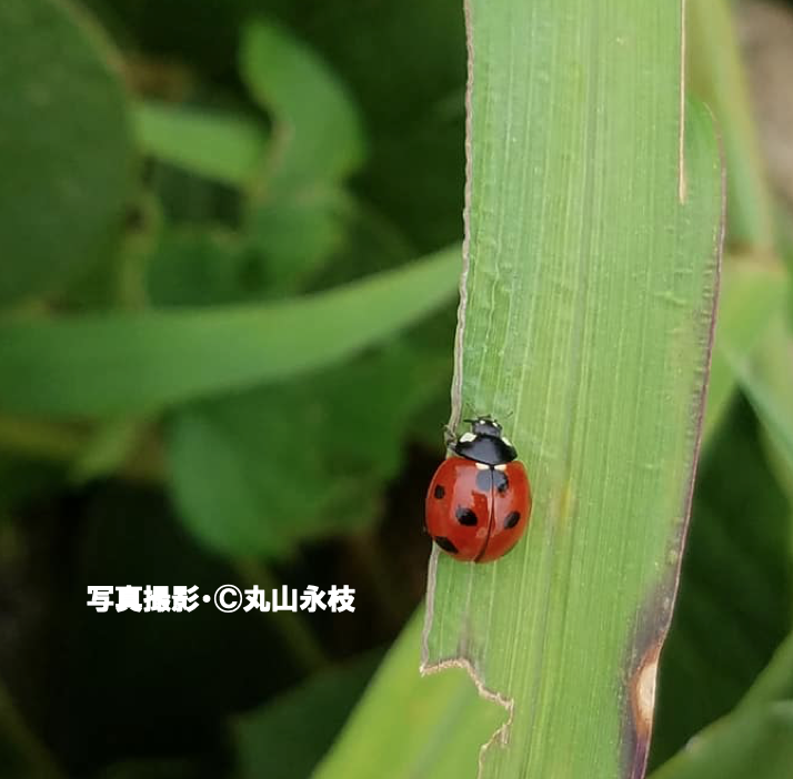 小さな甲虫たちの不思議 テントウムシ 公式 石川流域生きものミュージアム 雨ふる大地の水辺保全ネットワーク