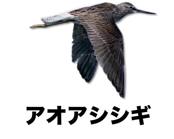 写真で見つける 野鳥 公式 石川流域生きものミュージアム 雨ふる大地の水辺保全ネットワーク