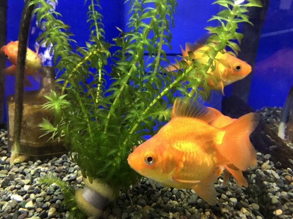 人間が品種改良で生んだ生き物 金魚 公式 石川流域生きものミュージアム 雨ふる大地の水辺保全ネットワーク 人間が品種改良で生んだ生き物 金魚 公式 石川流域生きものミュージアム 雨ふる大地の水辺保全ネットワーク
