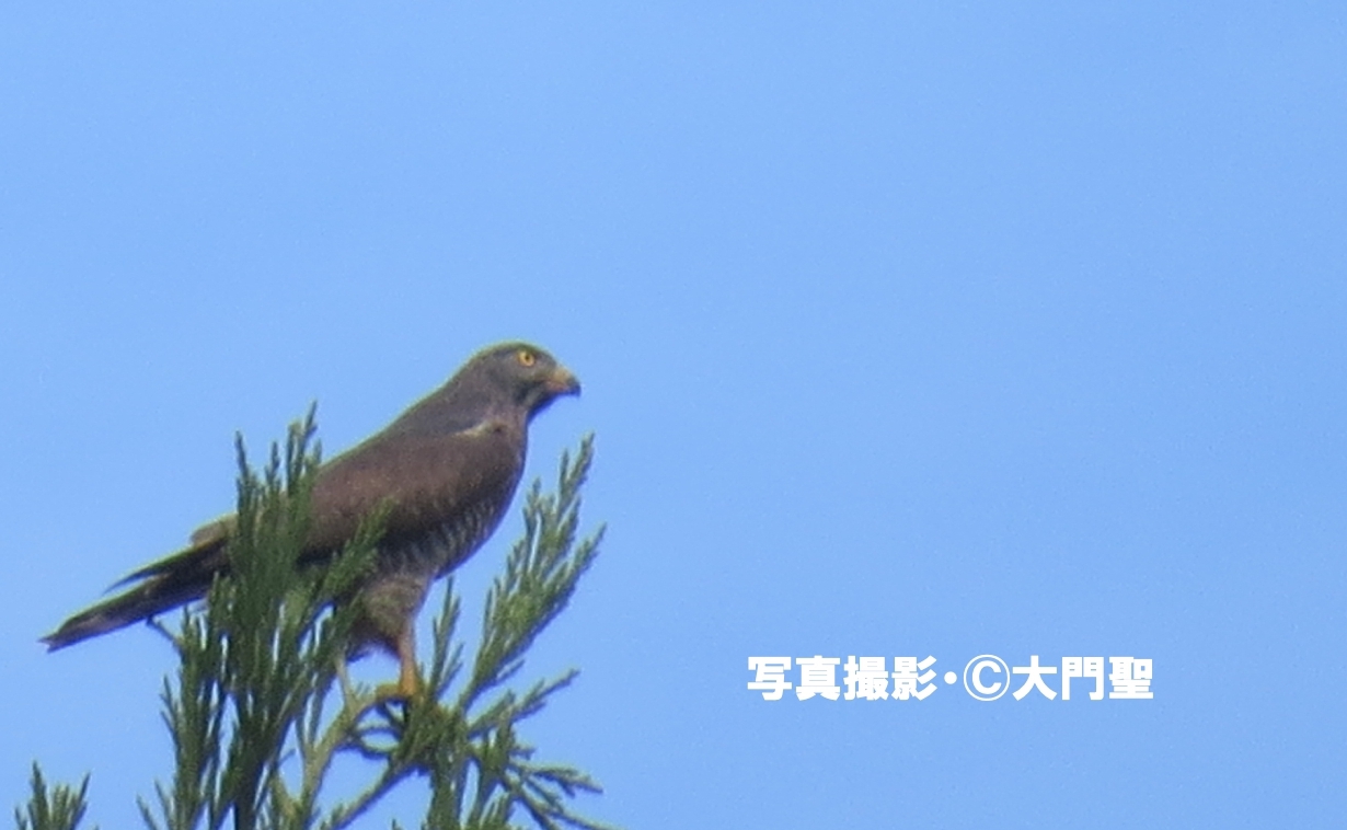 タカの渡り 特集 公式 石川流域生きものミュージアム 雨ふる大地の水辺保全ネットワーク