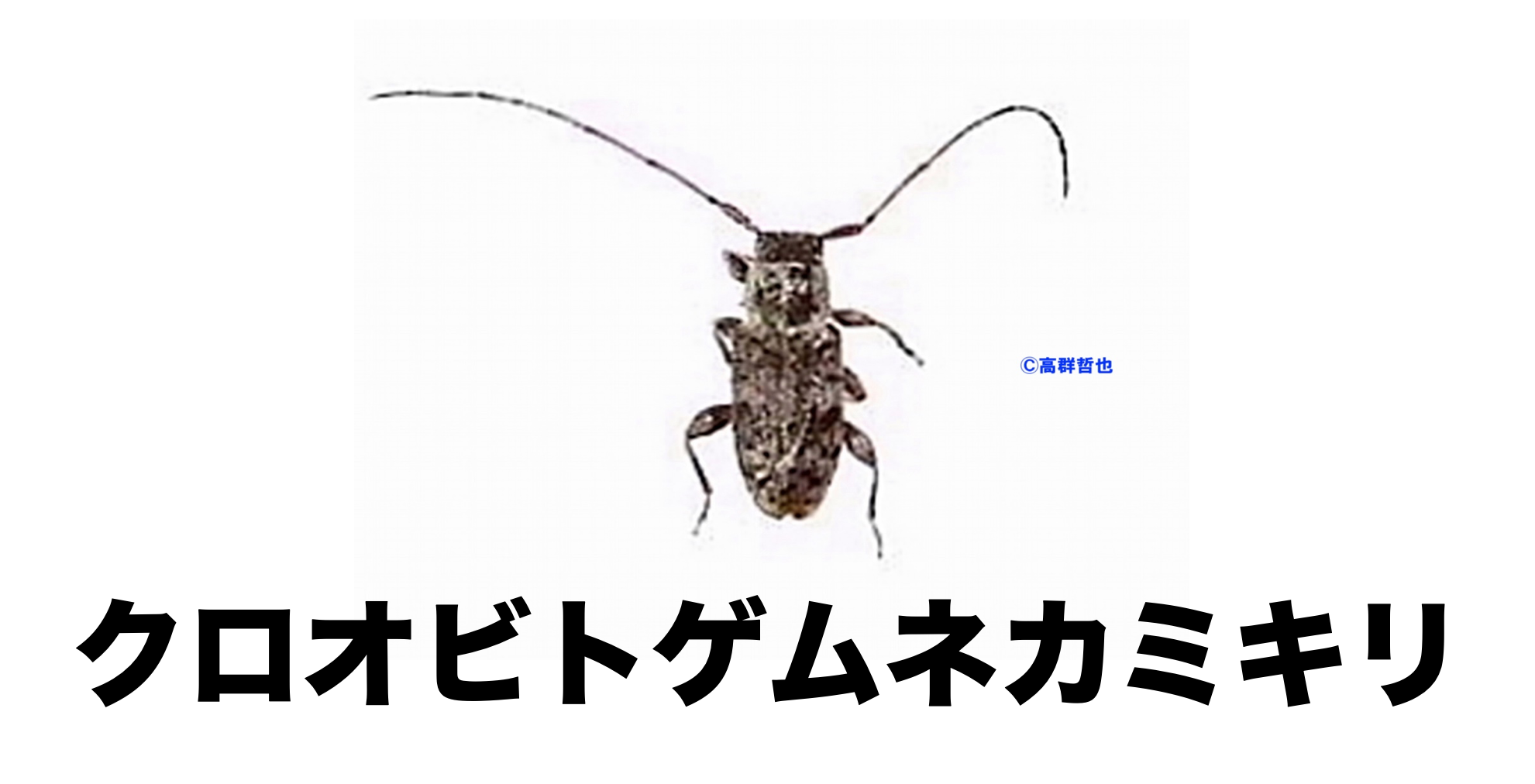 29 クロオビトゲムネカミキリ | ［公式］石川流域生きものミュージアム