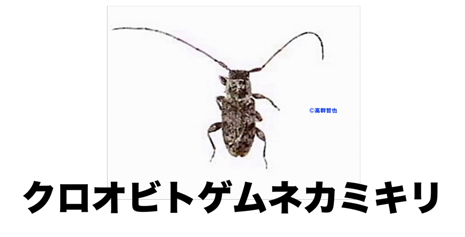 29 クロオビトゲムネカミキリ | ［公式］石川流域生きものミュージアム