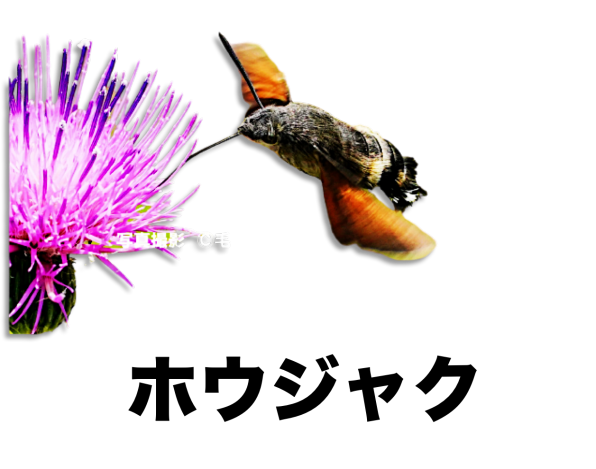 セセリチョウの仲間 ハチドリに似たチョウ 公式 石川流域生きものミュージアム 雨ふる大地の水辺保全ネットワーク