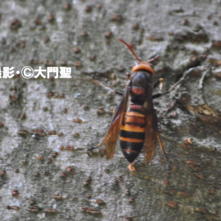 危険生物 スズメバチ 公式 石川流域生きものミュージアム 雨ふる大地の水辺保全ネットワーク