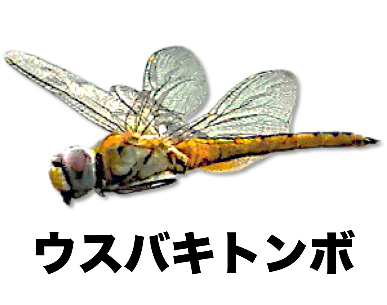 ウスバキトンボ 公式 石川流域生きものミュージアム 雨ふる大地の水辺保全ネットワーク