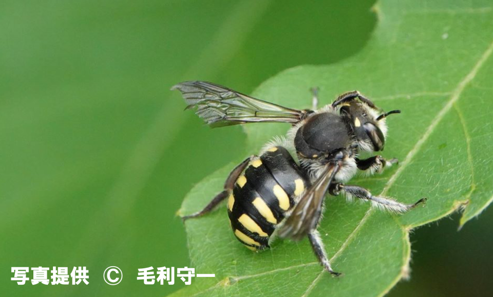 トモンハナバチ | ［公式］石川流域生きものミュージアム・雨ふる大地