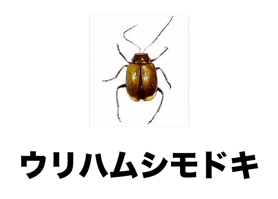 15 ウリハムシモドキ 公式 石川流域生きものミュージアム 雨ふる大地の水辺保全ネットワーク 15 ウリハムシモドキ 公式 石川流域生きものミュージアム 雨ふる大地の水辺保全ネットワーク