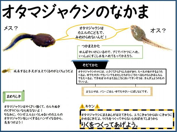 オタマジャクシ 公式 石川流域生きものミュージアム 雨ふる大地の水辺保全ネットワーク