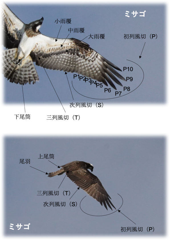 とりについて知る 公式 石川流域生きものミュージアム 雨ふる大地の水辺保全ネットワーク