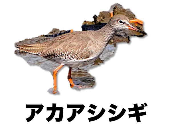 写真で見つける 野鳥 公式 石川流域生きものミュージアム 雨ふる大地の水辺保全ネットワーク