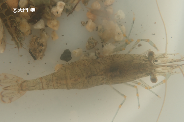 スジエビ 公式 石川流域生きものミュージアム 雨ふる大地の水辺保全ネットワーク スジエビ 公式 石川流域生きものミュージアム 雨ふる大地の水辺保全ネットワーク
