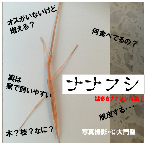 【ナナふしページ】 ナナフシの種類・特徴や飼育方法まで全部紹介！卵見つけられるかな