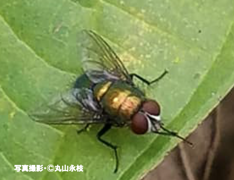 ハエにとってハエたたきはスローモーションで見えている 公式 石川流域生きものミュージアム 雨ふる大地の水辺保全ネットワーク