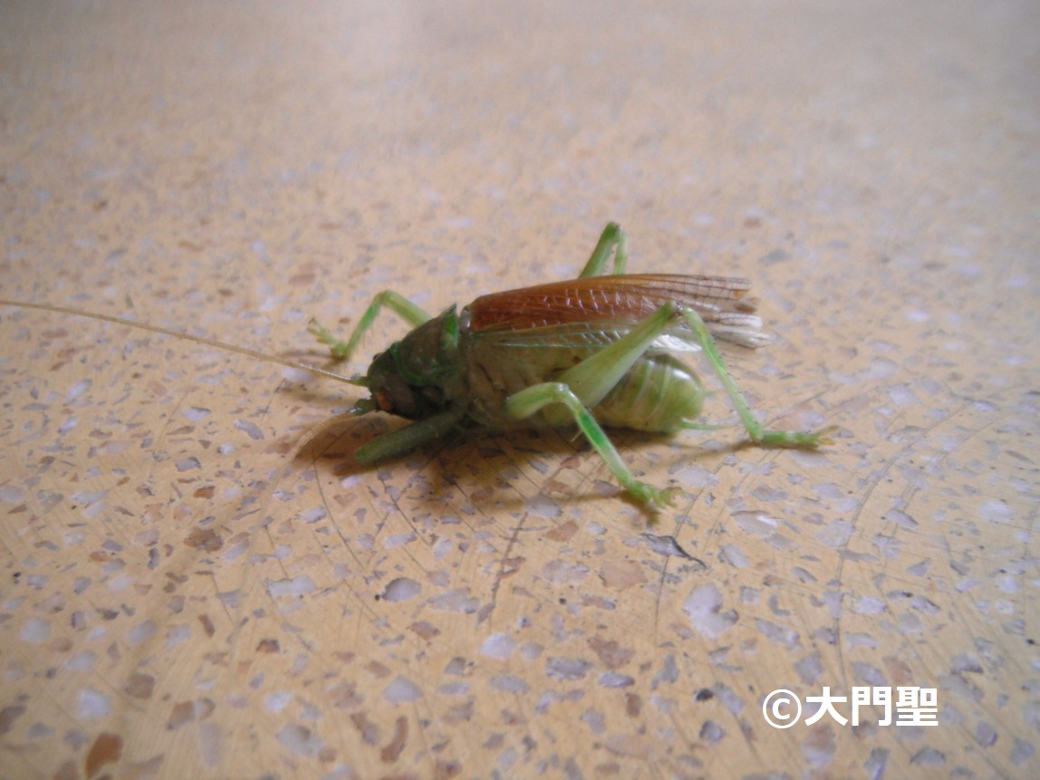 マキバネコロギス　標本 究極の造形をもつ昆虫 マキバネコロギス 標本マイコレから