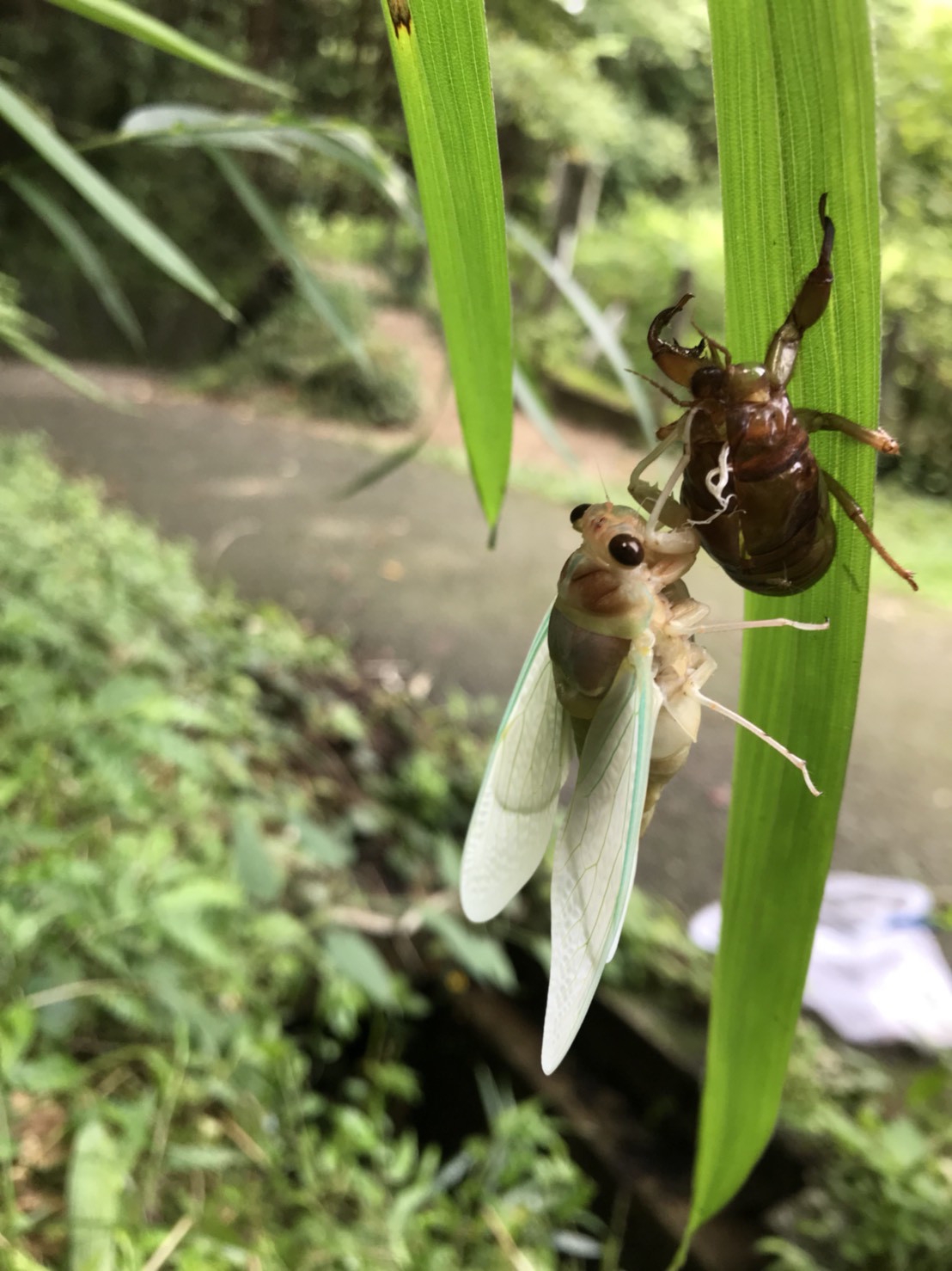 セミ特集！ | ［公式］石川流域生きものミュージアム・雨ふる