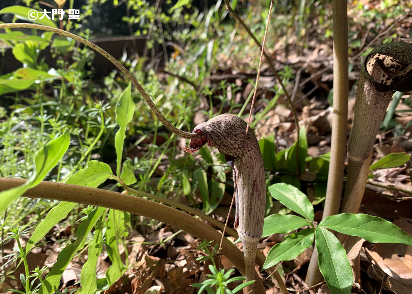 植物 TokoToko生き物図鑑 | ［公式］石川流域生きもの