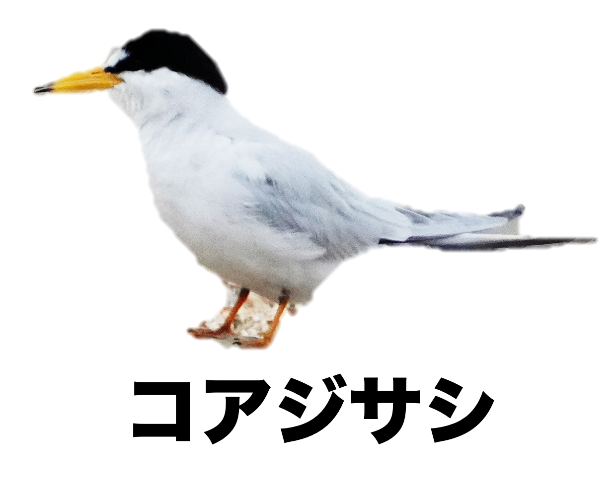 コアジサシ 公式 石川流域生きものミュージアム 雨ふる大地の水辺保全ネットワーク