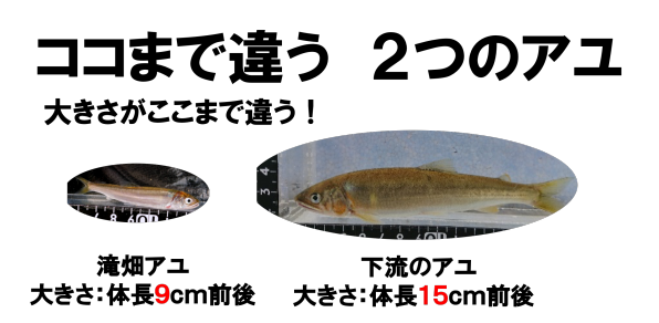 陸封型のアユと降海型のアユを実際に動画で見比べてみる 公式 石川流域生きものミュージアム 雨ふる大地の水辺保全ネットワーク