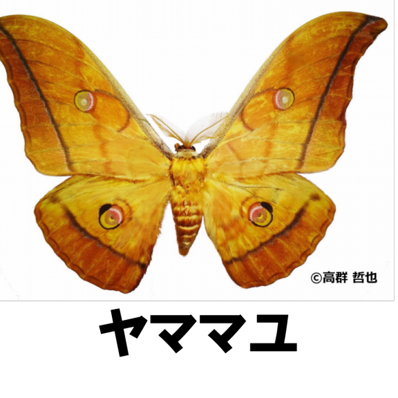 チョウ ガ類 南河内の昆虫類 ページ2 公式 石川流域生きものミュージアム 雨ふる大地の水辺保全ネットワーク