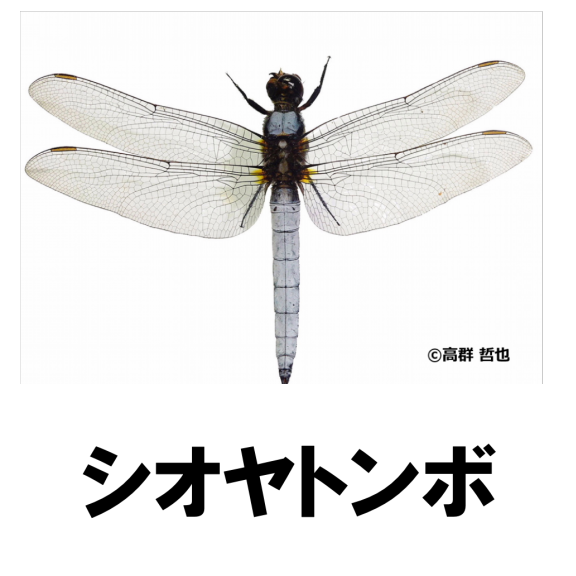 トンボ類 南河内の昆虫類 公式 石川流域生きものミュージアム 雨ふる大地の水辺保全ネットワーク