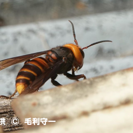 危険生物 スズメバチ 公式 石川流域生きものミュージアム 雨ふる大地の水辺保全ネットワーク