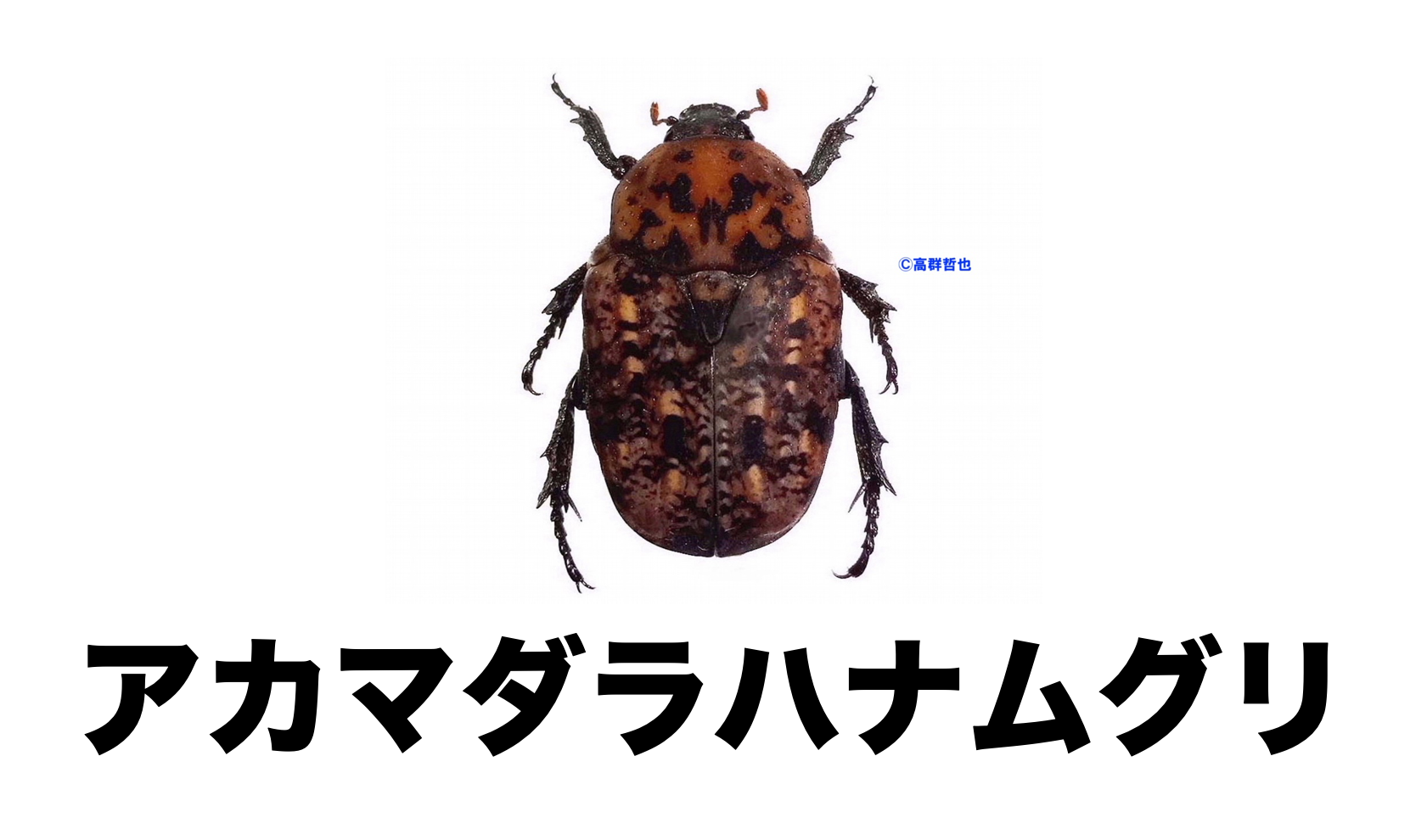 SIGMA - SIGMA 17-70mm f2.8-4.5 DC MACRO Nikon向け CA 艦隊これくしょん 艦これ ヴェールヌイ 抱き枕カバー(kino