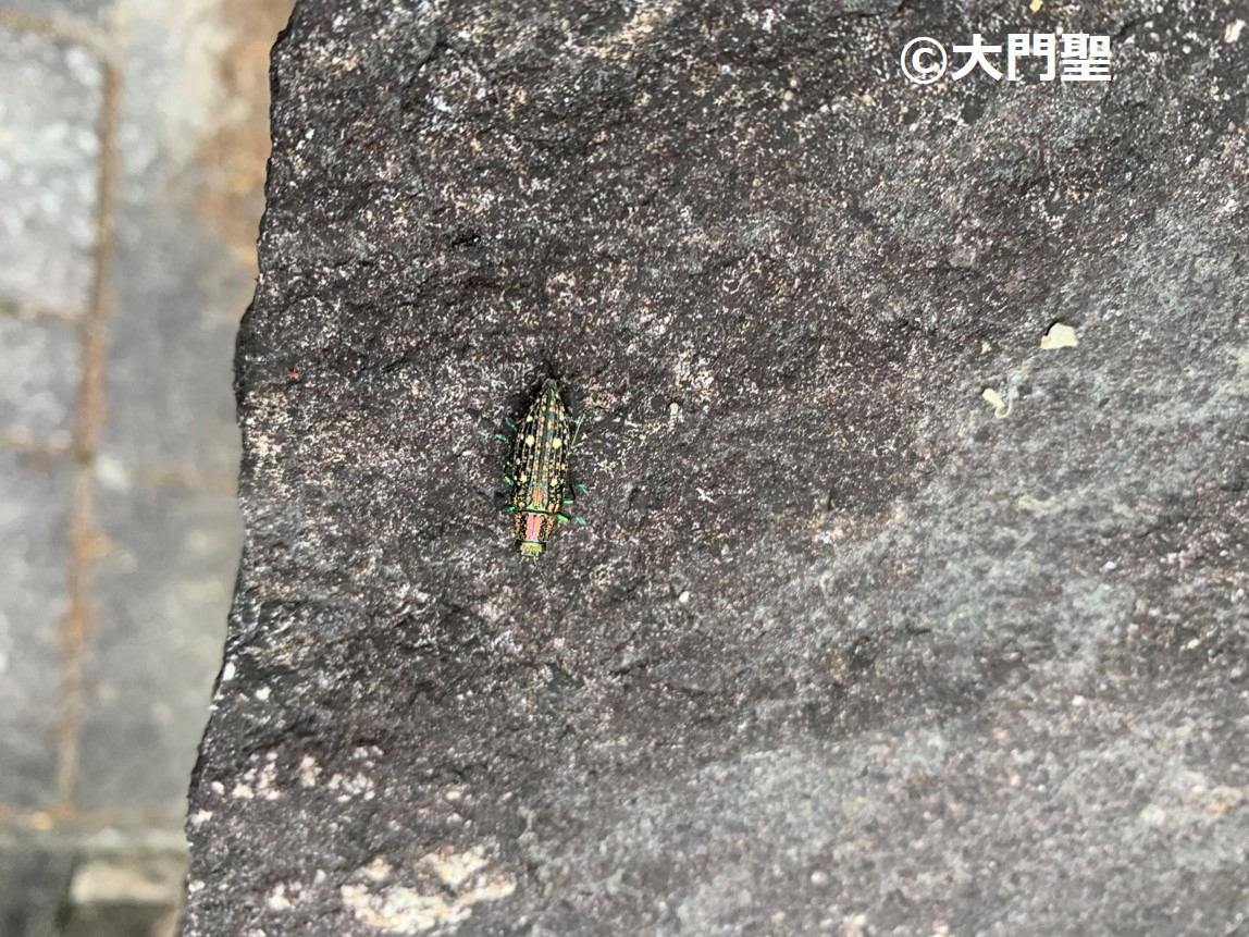 アオマダラタマムシ | ［公式］石川流域生きものミュージアム