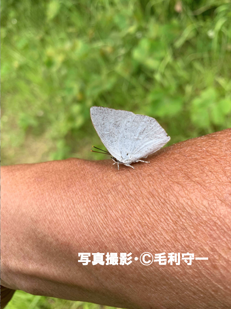 フンによくとまる日本の国蝶 オオムラサキ 雨ふる大地の水辺保全ネットワーク