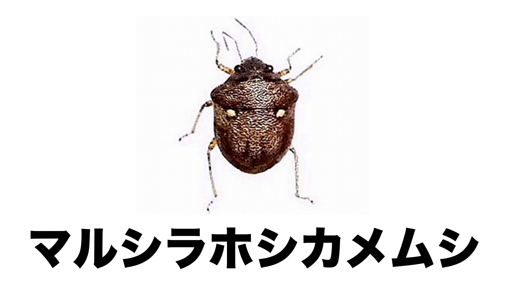 【極美展足】オウサマヘリカメムシ 37mm サシガメ甲虫昆虫標本福井さん 極美展足】オウサマヘリカメムシ 37mm サシガメ甲虫昆虫標本福井