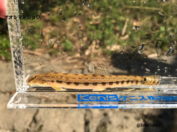 オオシマドジョウ 著作権フリー 公式 石川流域生きものミュージアム 雨ふる大地の水辺保全ネットワーク