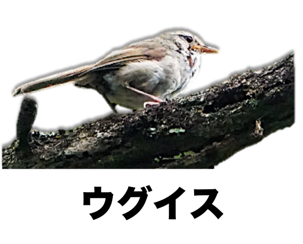 メジロ・ウグイス・キクイタダキ・ムシクイの仲間 | ［公式］石川流域