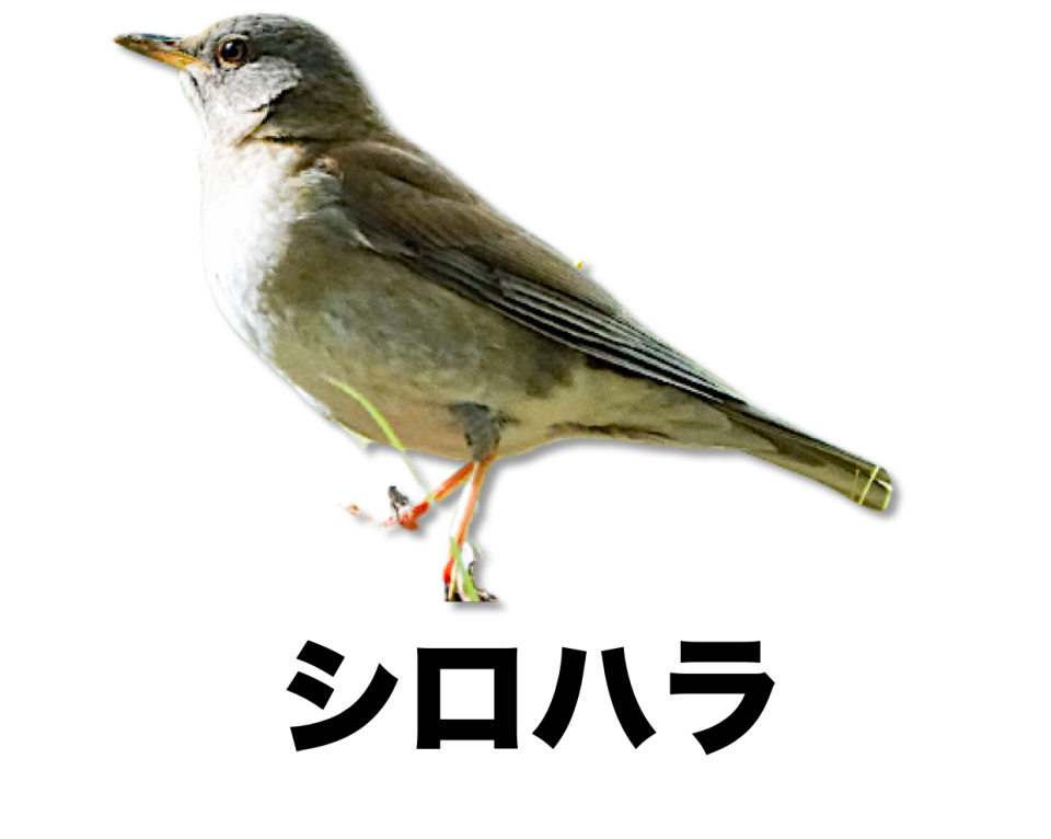 f45e9d82babb3bfcdb2e15230f49c7