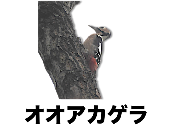 写真で見つける 野鳥 公式 石川流域生きものミュージアム 雨ふる大地の水辺保全ネットワーク 写真で見つける 野鳥 公式 石川流域生きものミュージアム 雨ふる大地の水辺保全ネットワーク