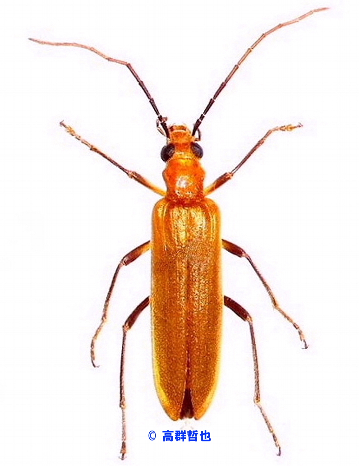 3 キイロカミキリモドキ | ［公式］石川流域生きものミュージアム・雨