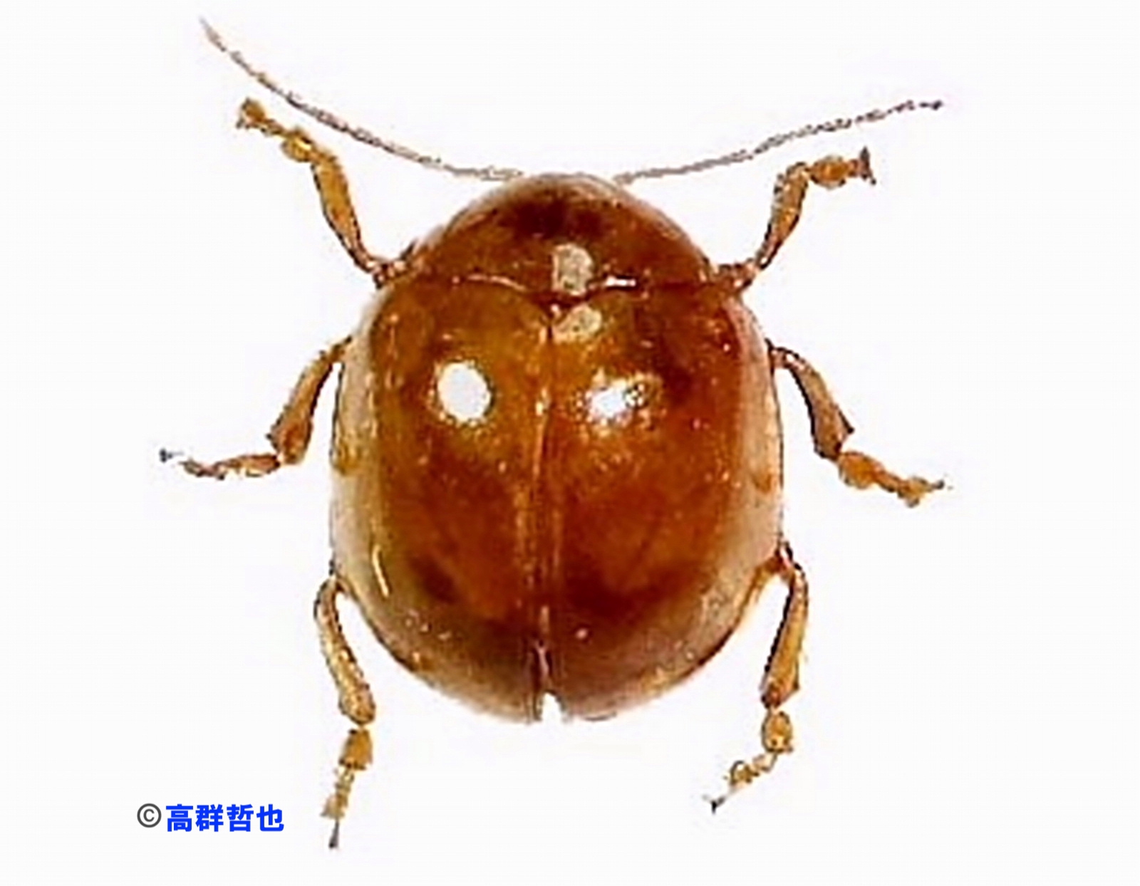 57 オオキイロマルノミハムシ | ［公式］石川流域生きもの