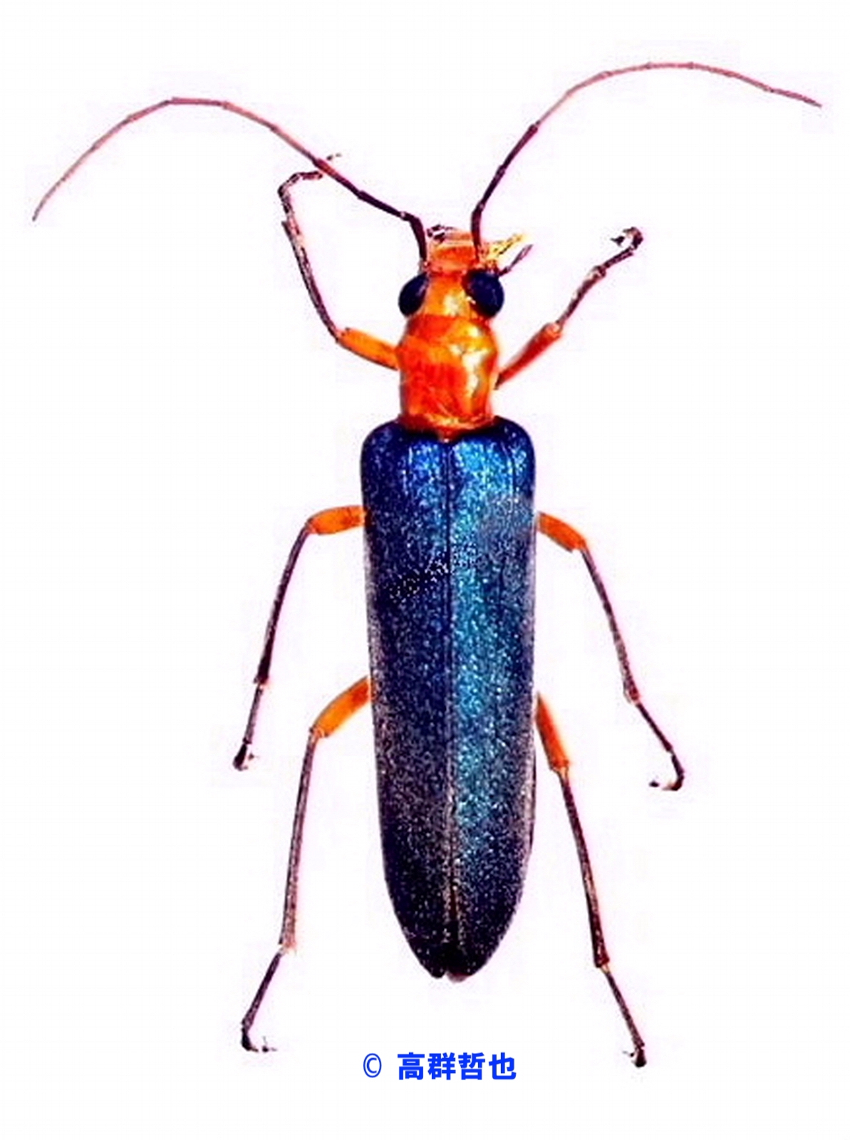 2 アオカミキリモドキ | ［公式］石川流域生きものミュージアム・雨