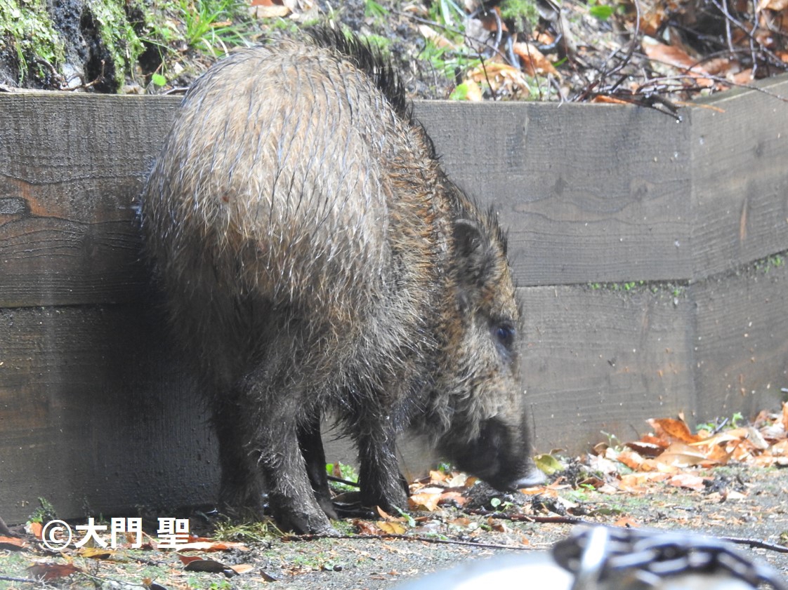 ニホンイノシシ 危険な哺乳類 公式 石川流域生きものミュージアム 雨ふる大地の水辺保全ネットワーク