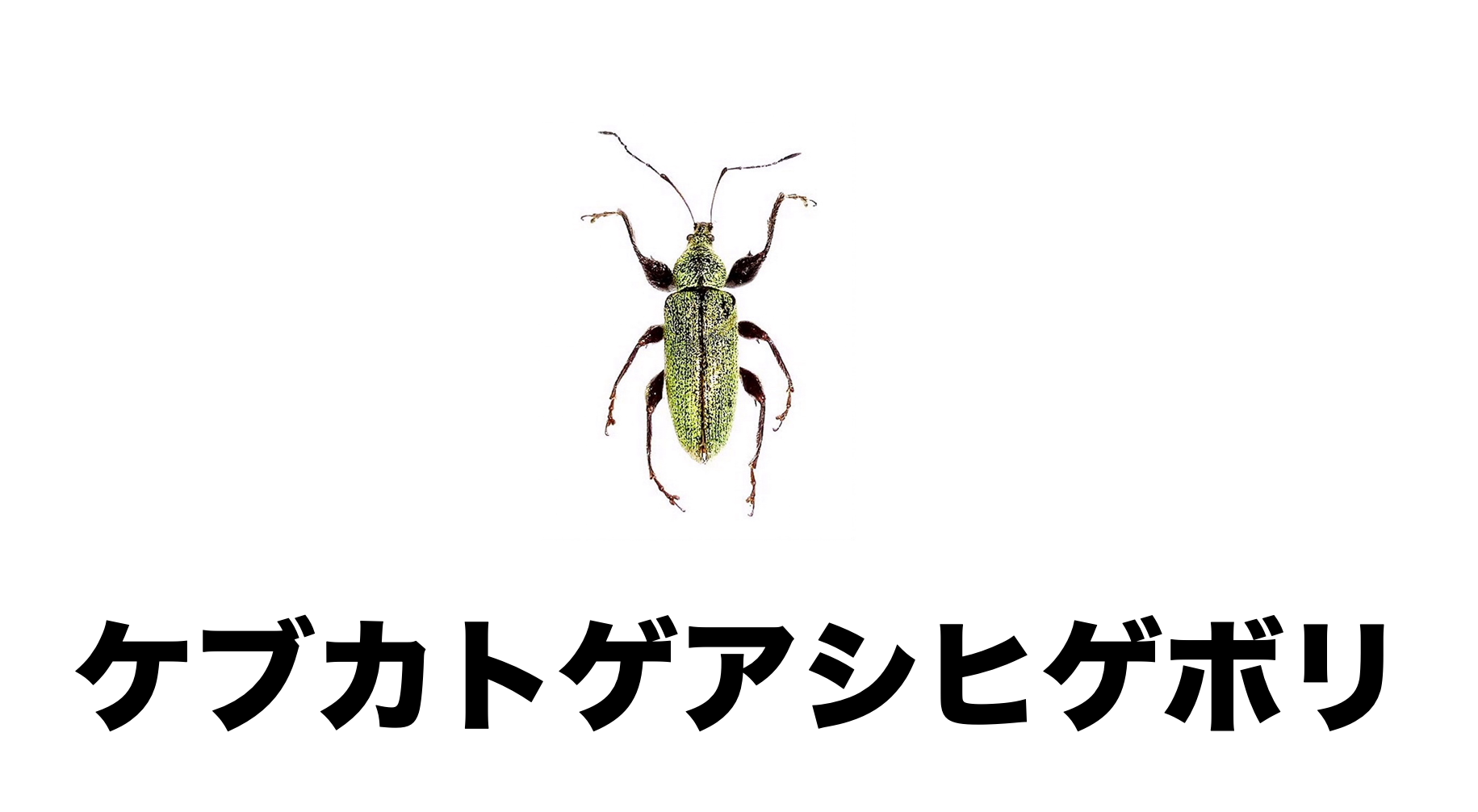 27 ケブカトゲアシヒゲボソゾウムシ | ［公式］石川流域生きもの