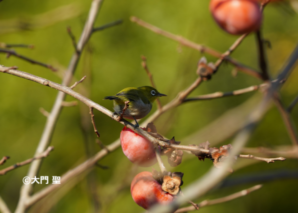メジロとウグイスについて 公式 石川流域生きものミュージアム 雨ふる大地の水辺保全ネットワーク