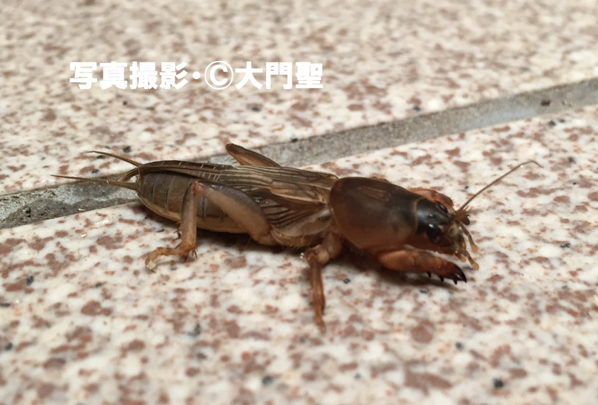 ケラ | [公式]石川流域生きものミュージアム・雨ふる大地の水辺保全ネットワーク