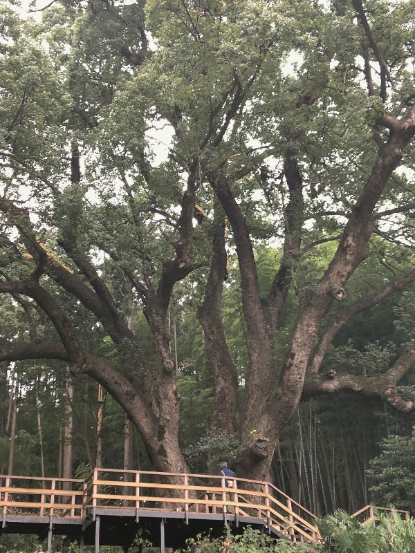 上谷の大クス 花 鳥 風 月 越生暮らし