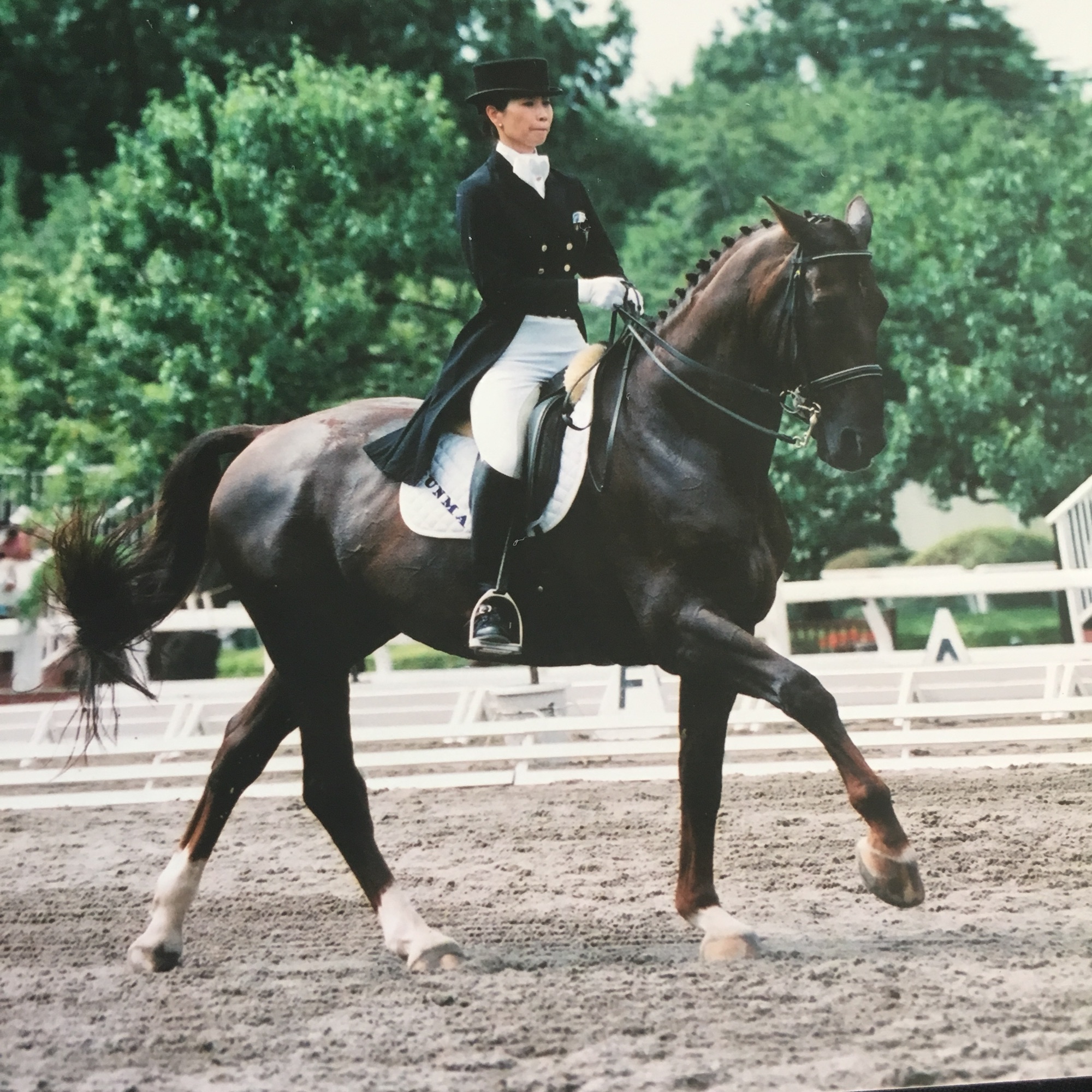 から厳選した ペソア マルタン付き胸がい 障害馬術 乗馬 その他