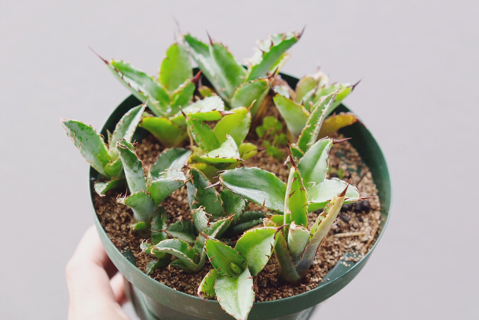 アガベの脇芽 | totoge/ Spiky Plants Addict 〜刺々しく〜