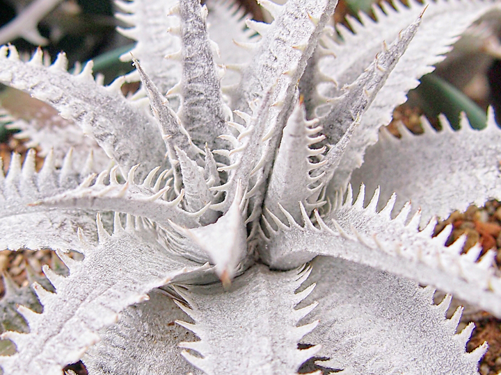 野生原種 ディッキア Dyckia hebdingii white form ⑴ 野生原種 ディッキア Dyckia hebdingii white form ⑵