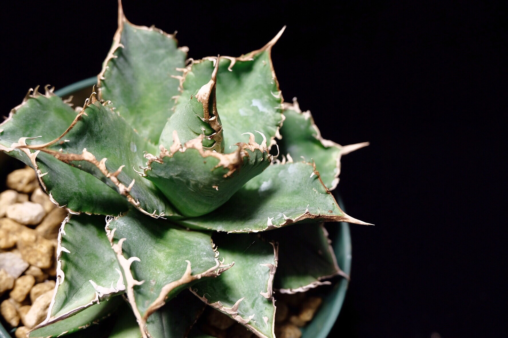 Agave titanota Reo | アガベ チタノタ レオ | totoge/ Spiky Plants