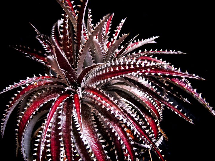 赤の季節｜Dyckia'Arizona' orizinal clone | totoge/ Spiky Plants